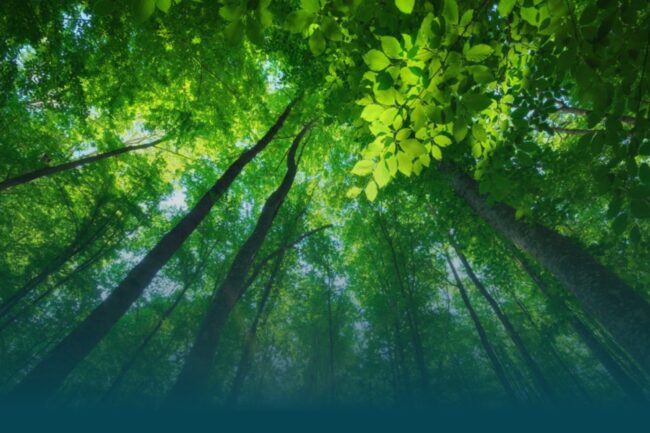 Capas corpo das notícias do boletim (43)